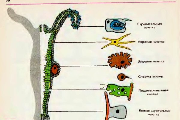 Официальный сайт даркнета