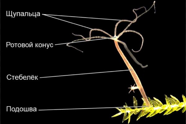 Кракен наркошоп сайт